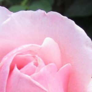 stitched cotton handkerchief